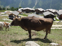 Kühe auf der Lauchernalp