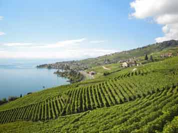Lavaux